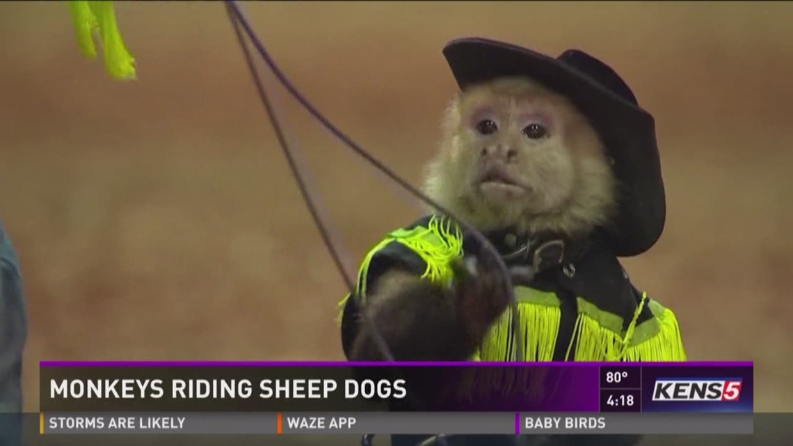 Monkeys riding sheep dogs | kens5.com