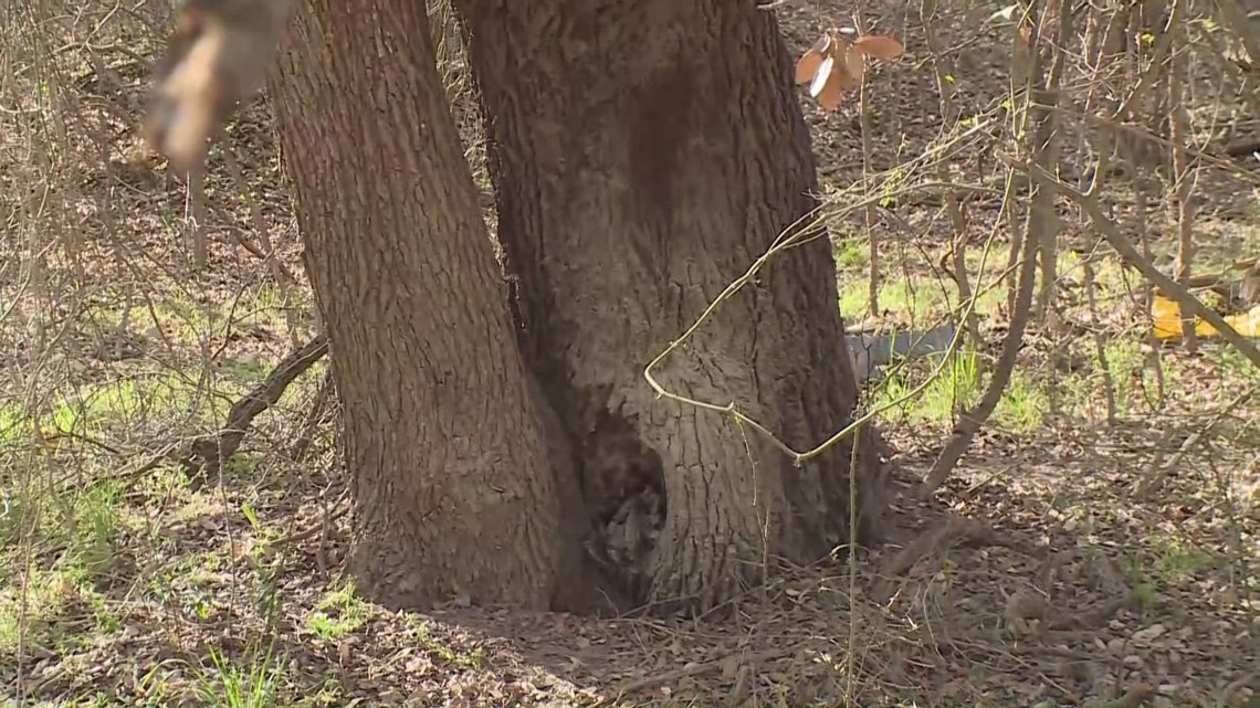 Tools discovered in woods where body for missing Bexar County woman was located