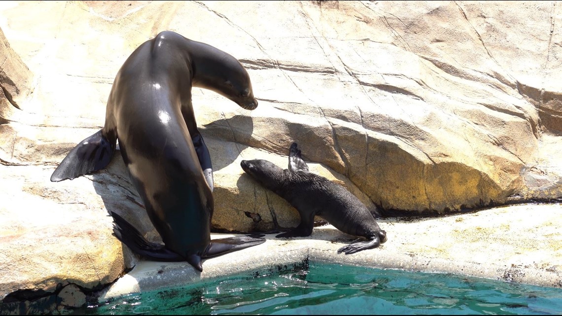 Seal cam' offers live view of San Diego seals
