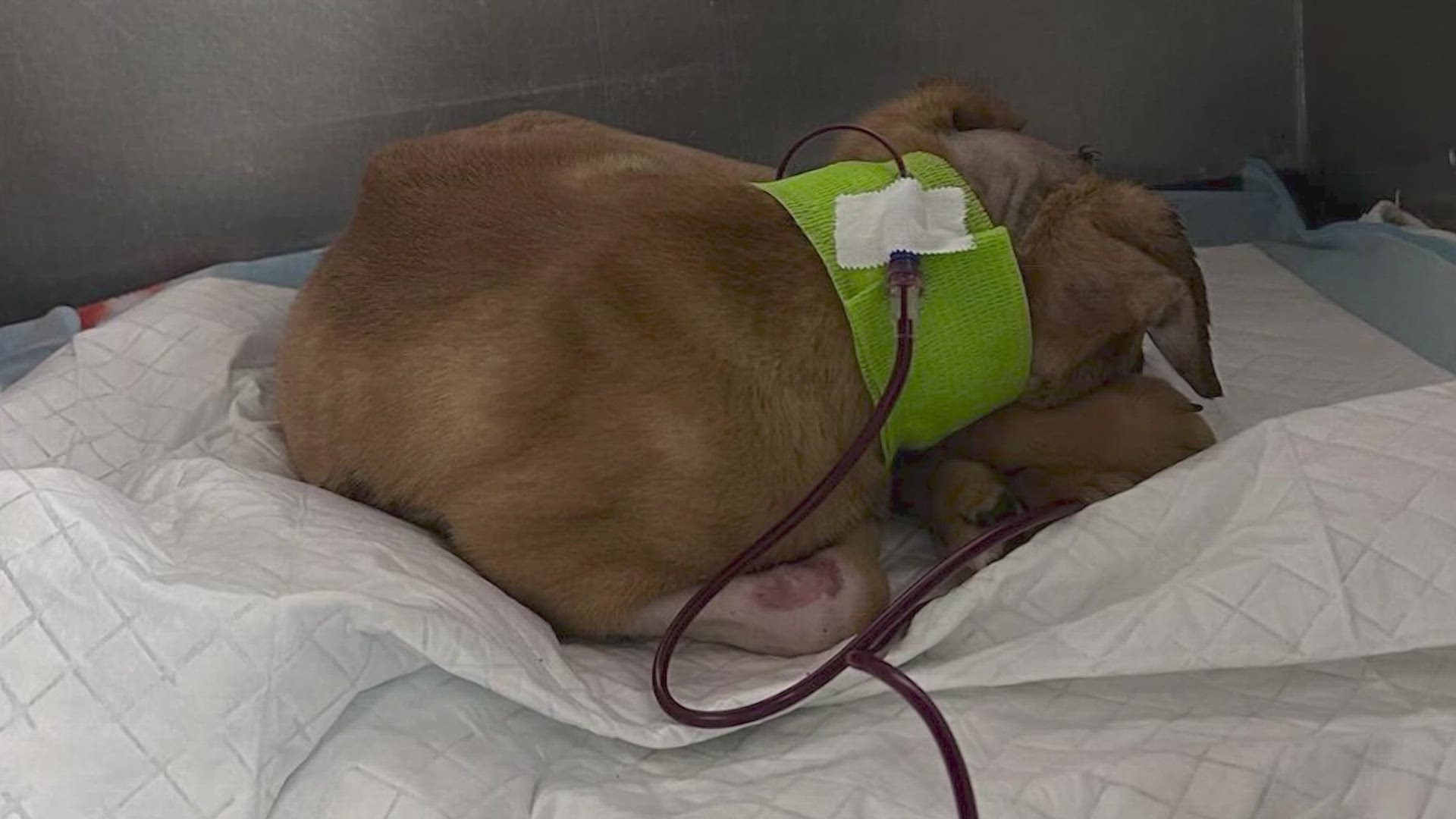 Hope the puppy is on the road to recovery after veterinarians say the pup was found with a gunshot wound to the head.