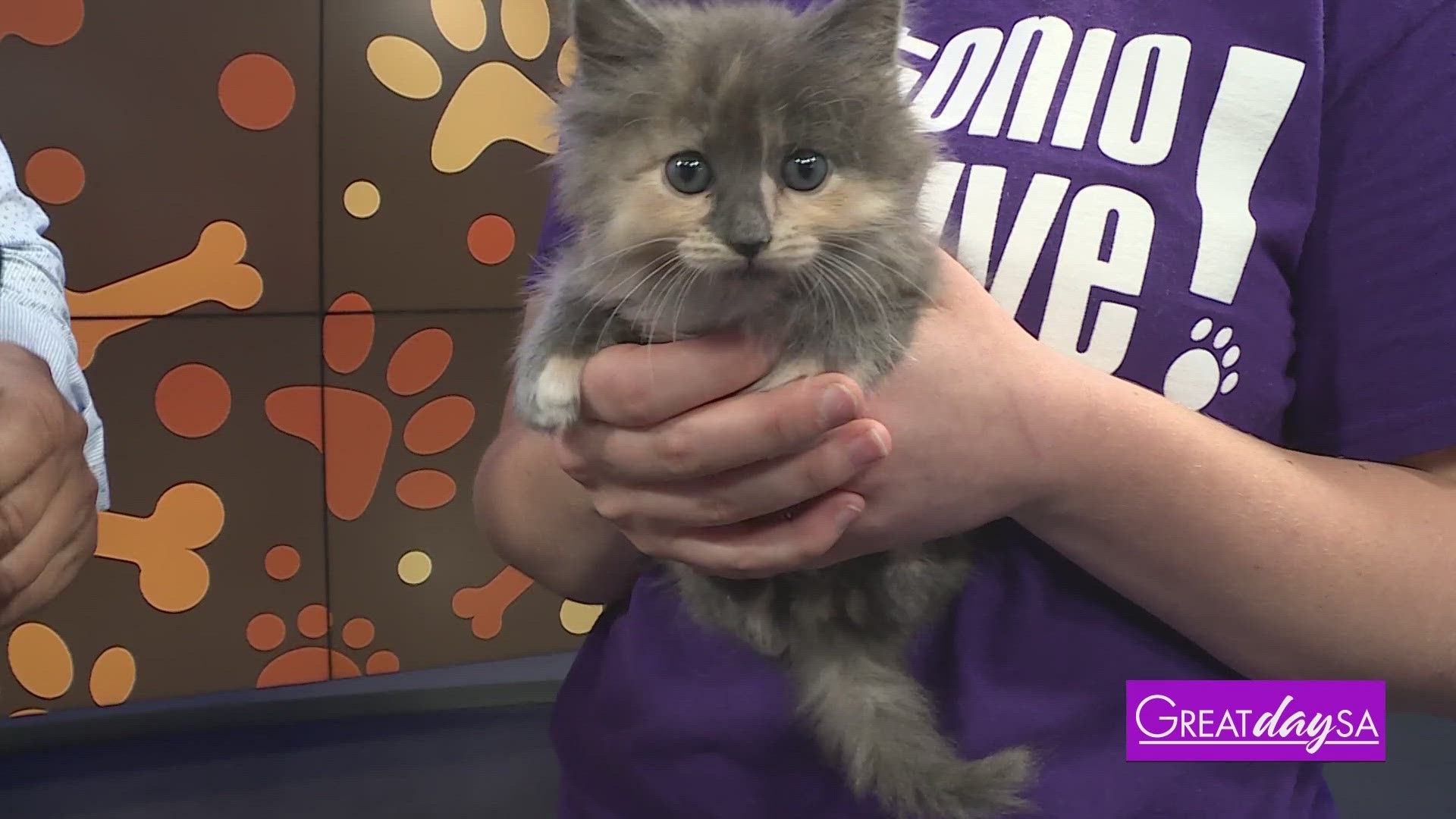 Foster a Neonatal Kitten | Great Day SA | kens5.com