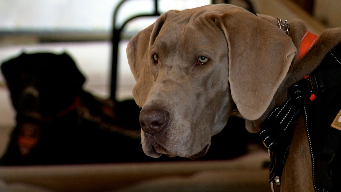At Bandera treatment facility, shelter dogs train to be emotional support and service dogs for military, law enforcement - Vimarsana News