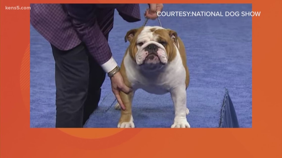 Thor the Bulldog wins 'Best of Show' in National Dog Show