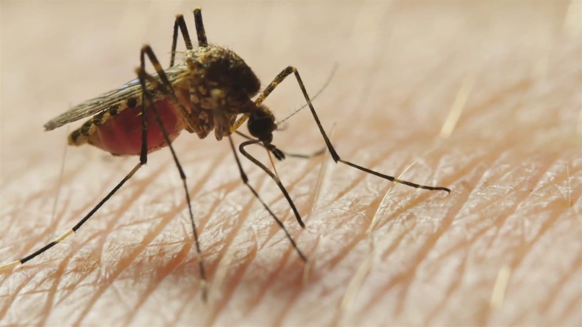 Yes, you are seeing more mosquitoes around San Antonio