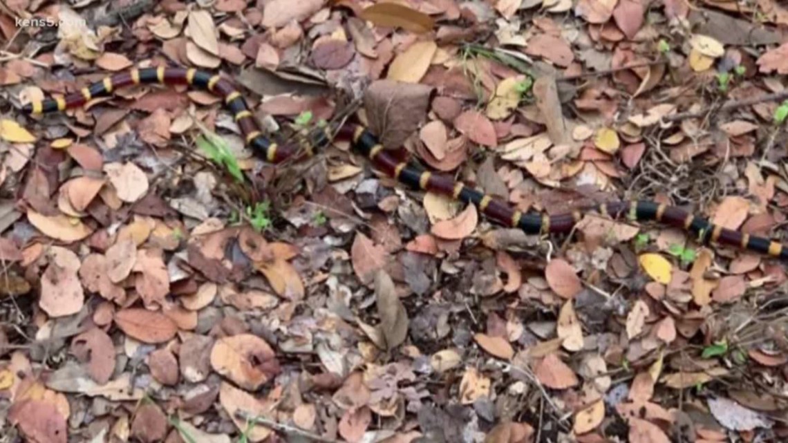 Texas coral snakes are extremely shy and non-aggressive, but can be dangerous.
