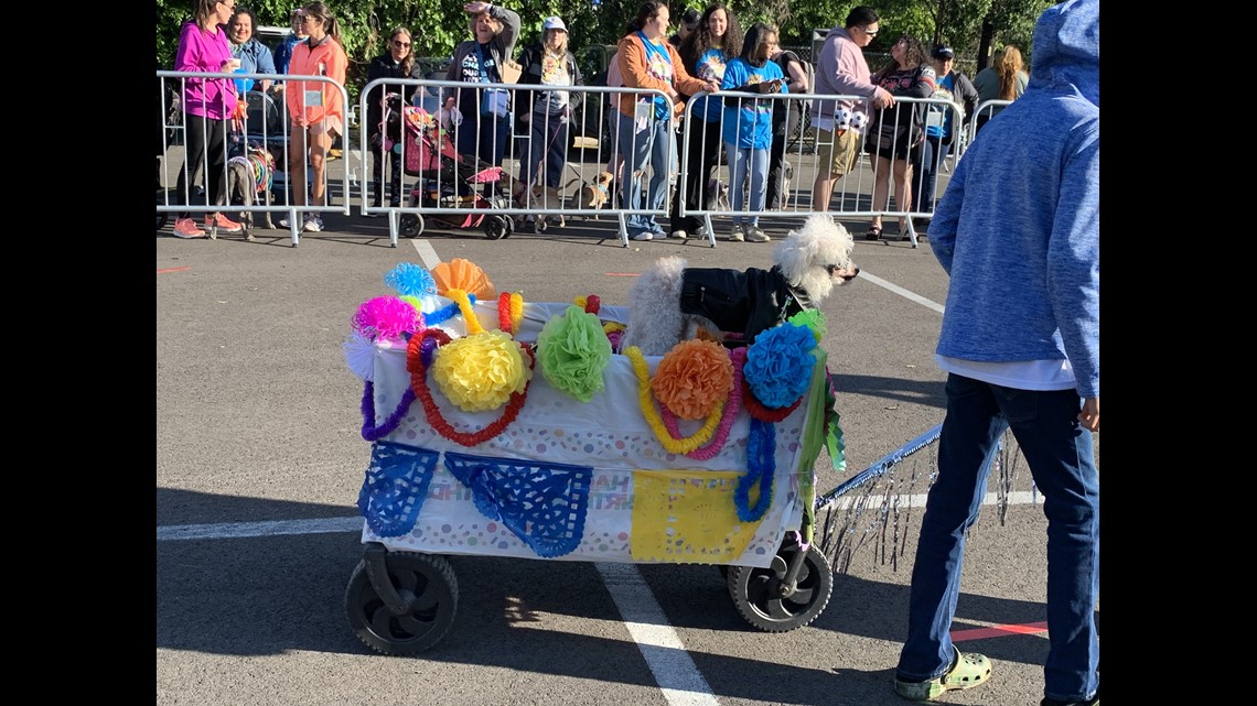 Fiesta Pooch Parade The only parade for our fourlegged friends