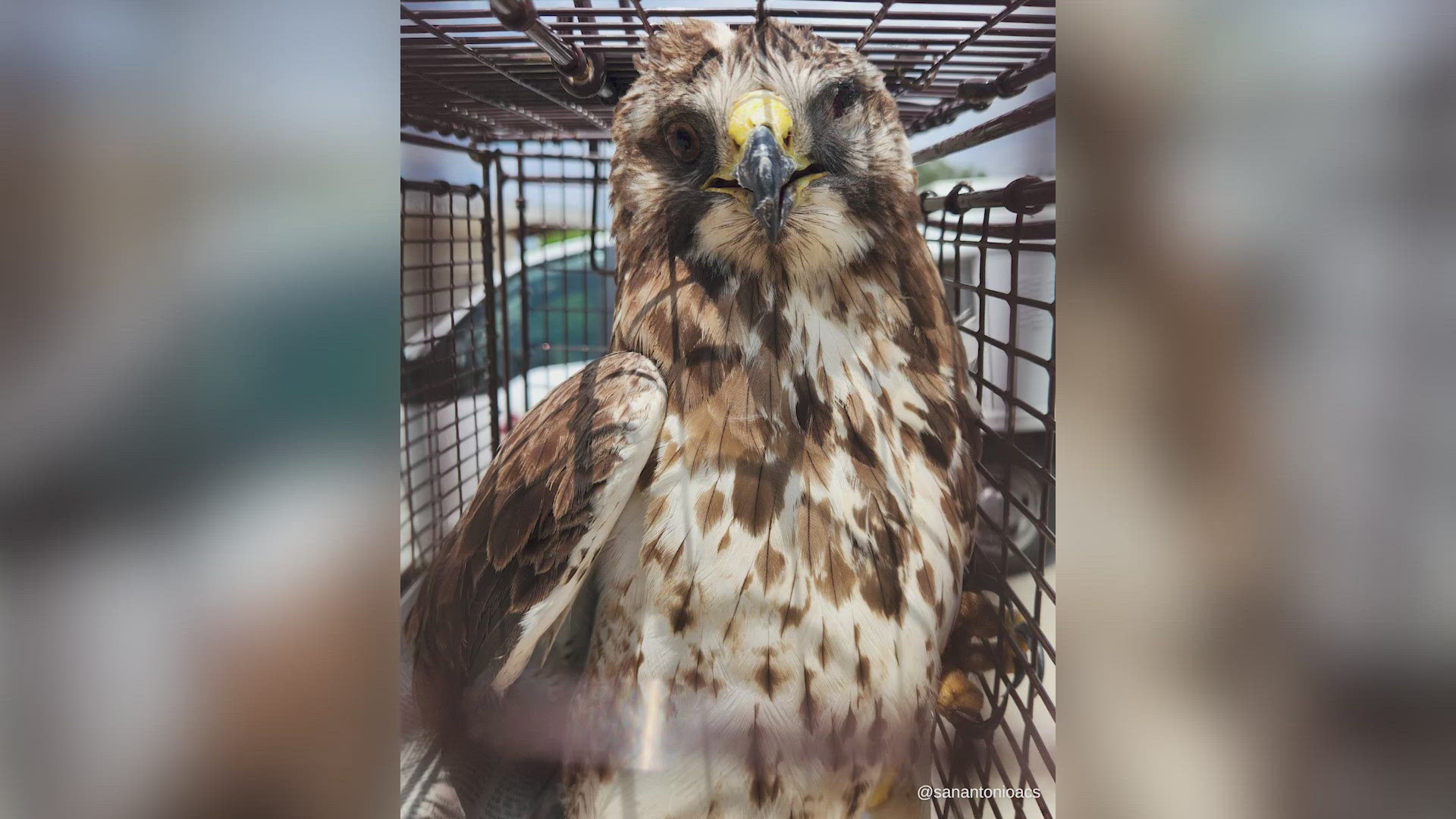 City of San Antonio Animal Care officers rescued this broad-winged hawk that had an injured eye.