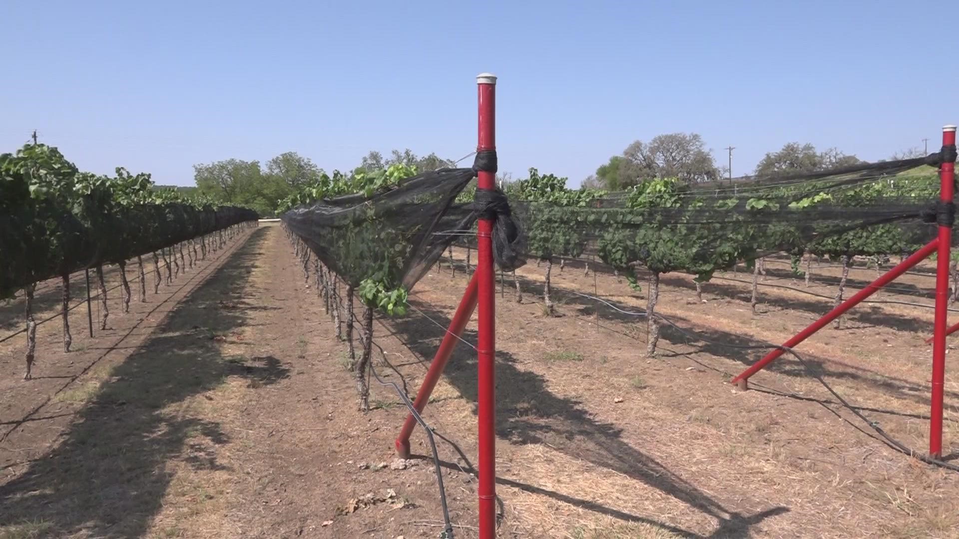 There is good news and bad news when it comes to  how the drought has affected the Hill Country fruit harvest.