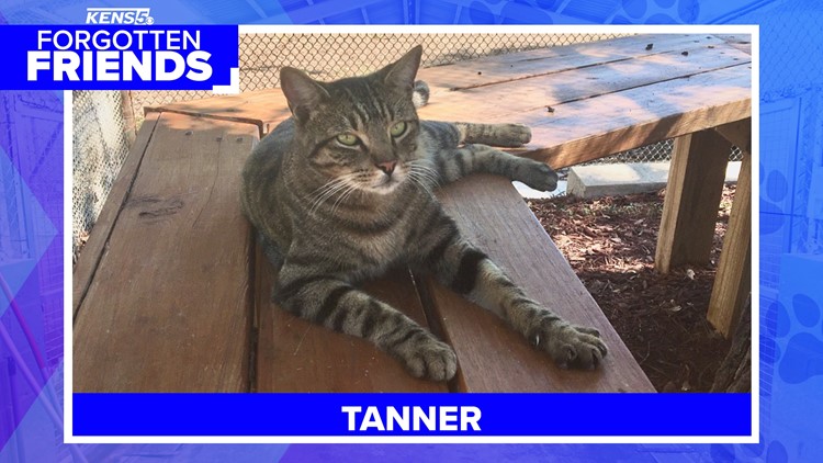 Forgotten Friends: Tanner the tabby was found inside a car engine