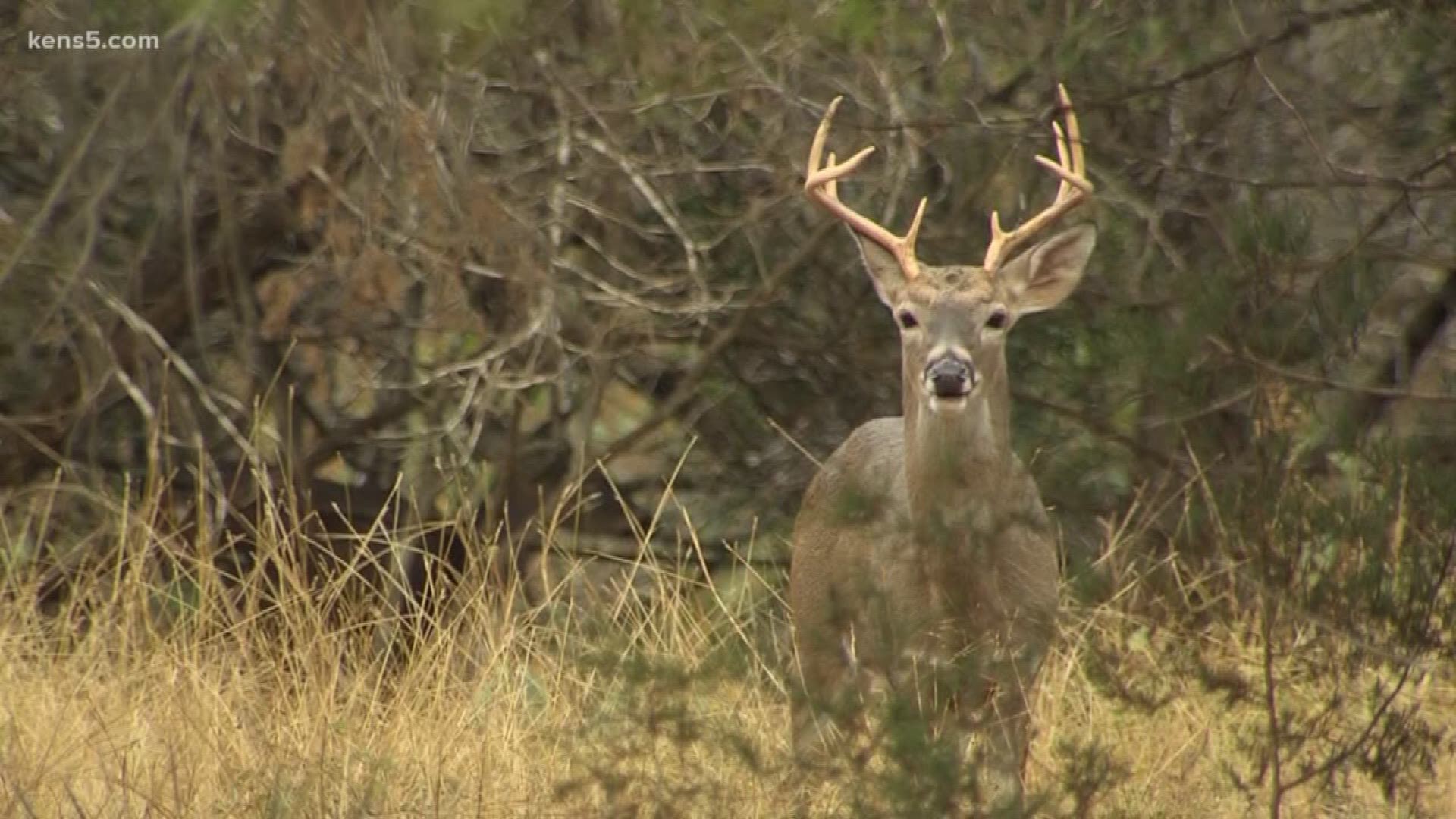 Texas Parks and Wildlife restrictions have led to bigger, more mature bucks for hunting the last few years in the San Antonio area.