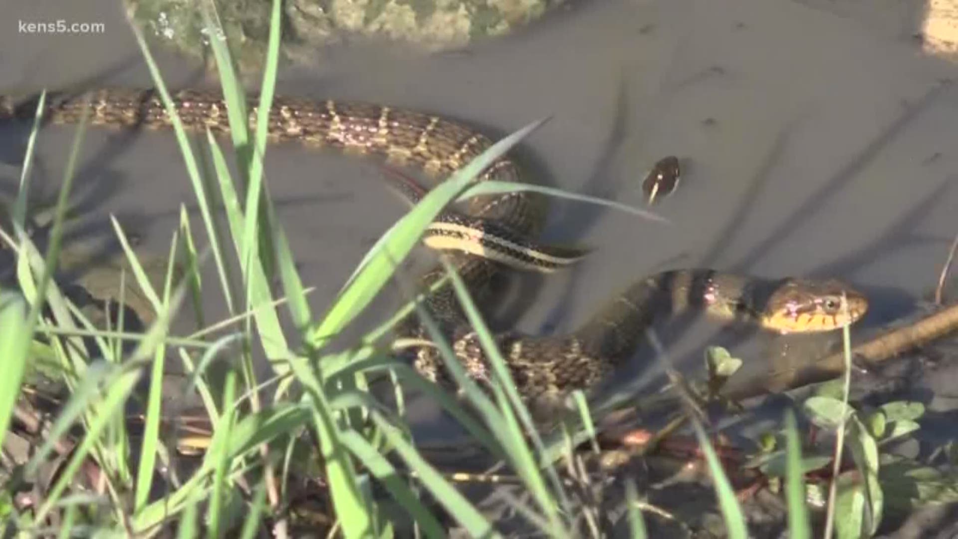 A slithering sight: Snakes, lots of them, turn up along San Antonio trails  