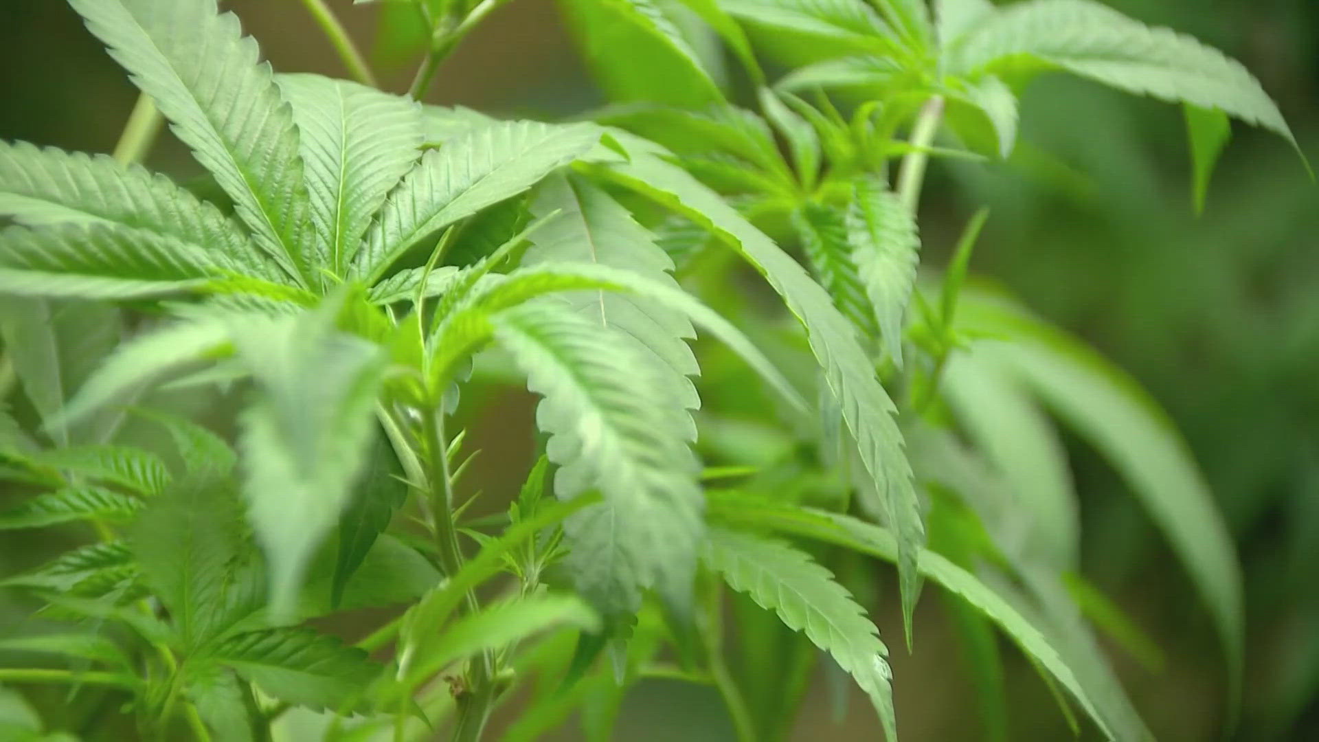 Senate bill 3 takes aim at the booming hemp market.