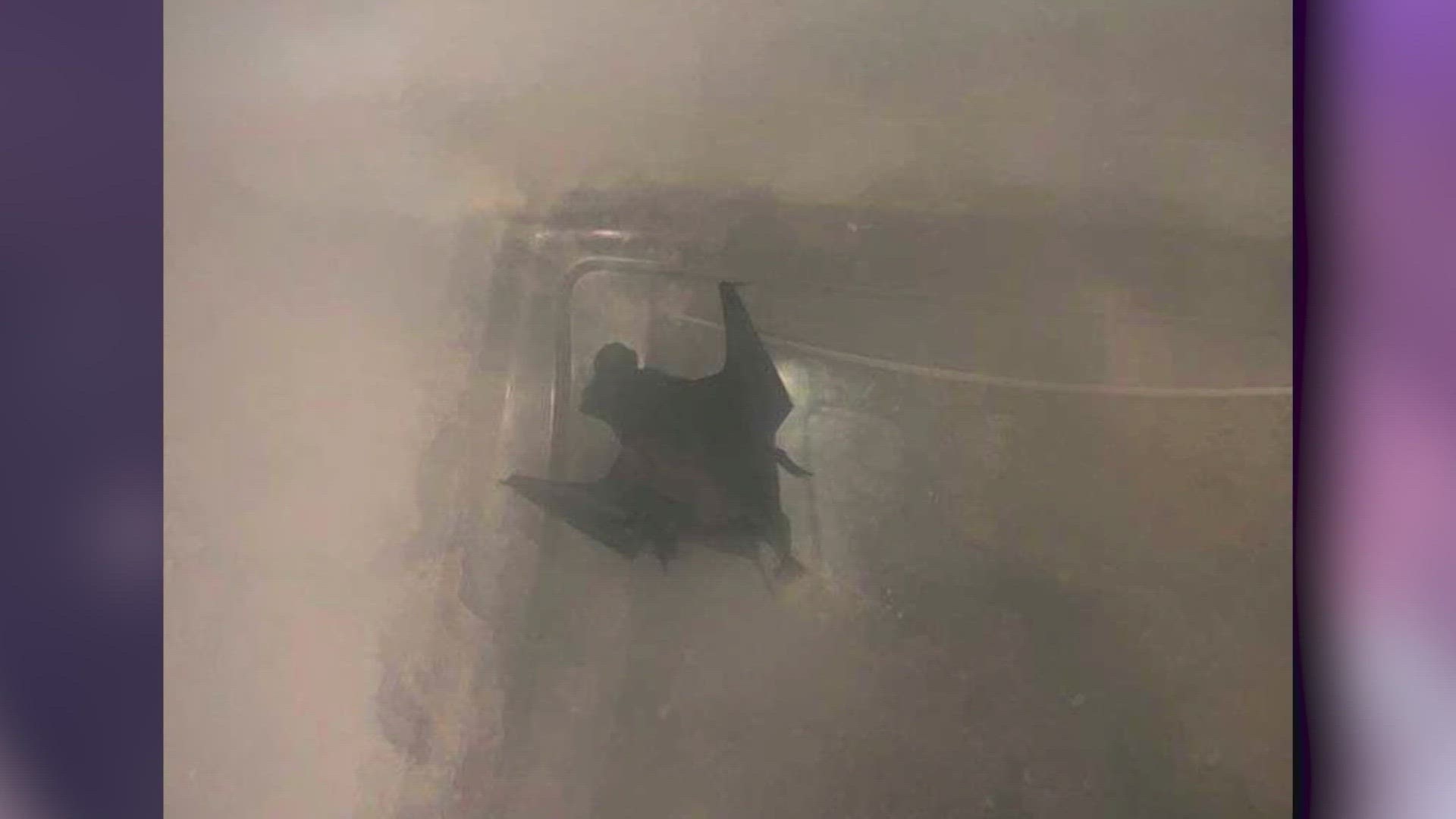 Austin Bat Refuge steps in to remove sealed bats at SA apartments