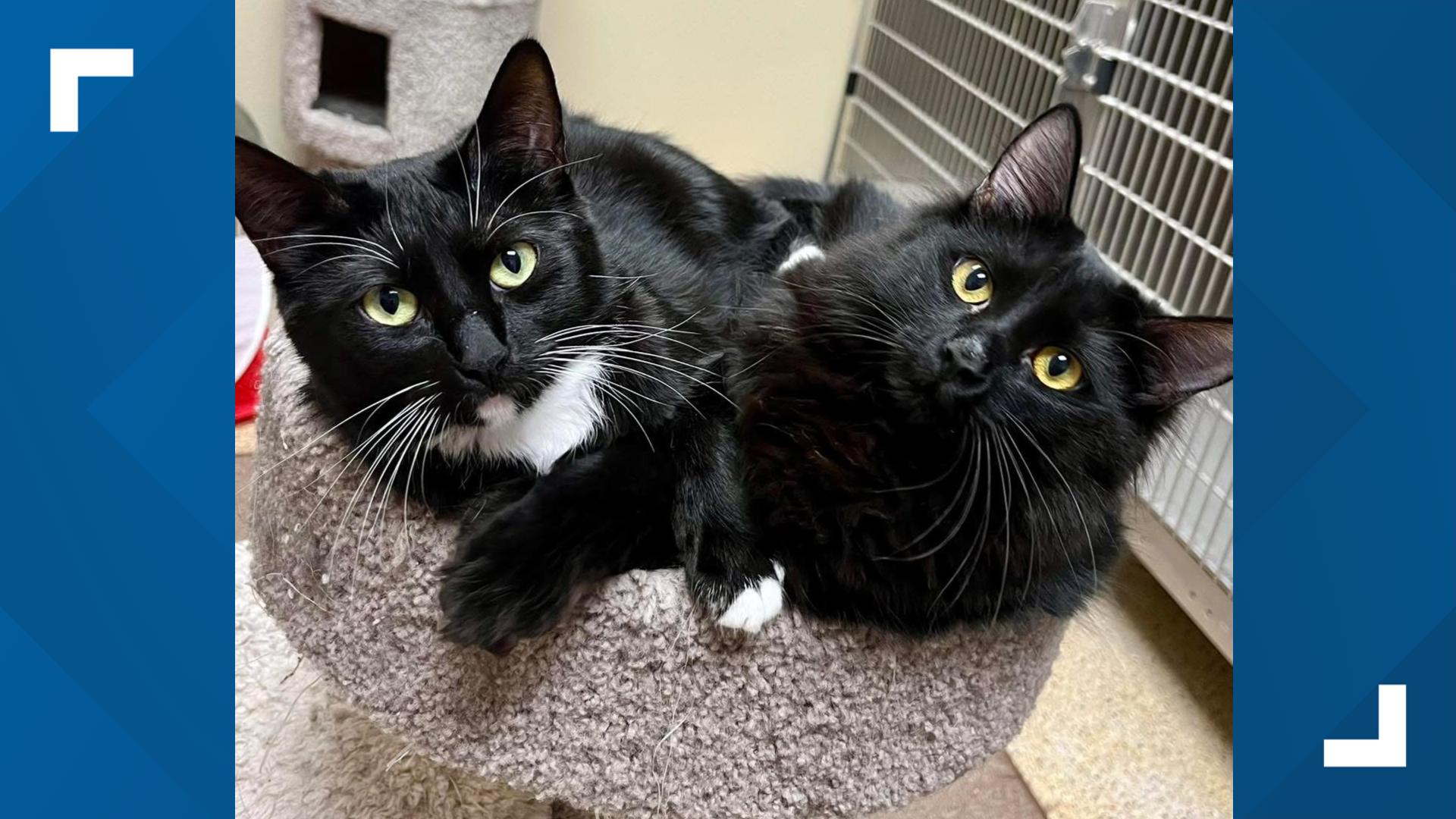 They have been waiting patiently at the shelter in Kerrville for almost a year, just hoping that someone chooses them to love.💙