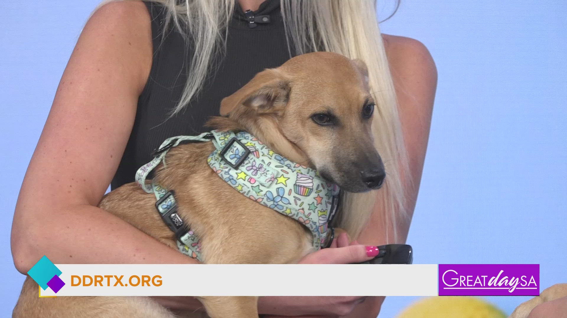 Take me home! | Great Day SA | kens5.com