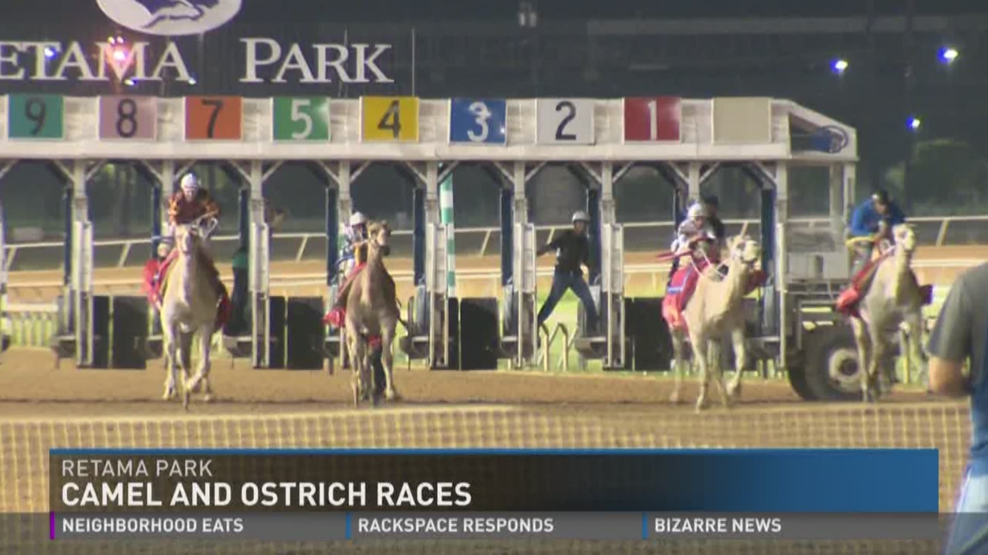 Retama Park holds camel, ostrich races for second year