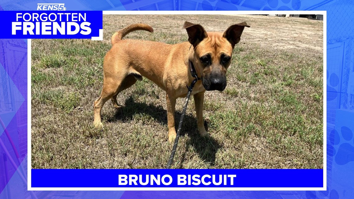 Bruno Biscuit was left tied to the door at PetSmart - Vimarsana News