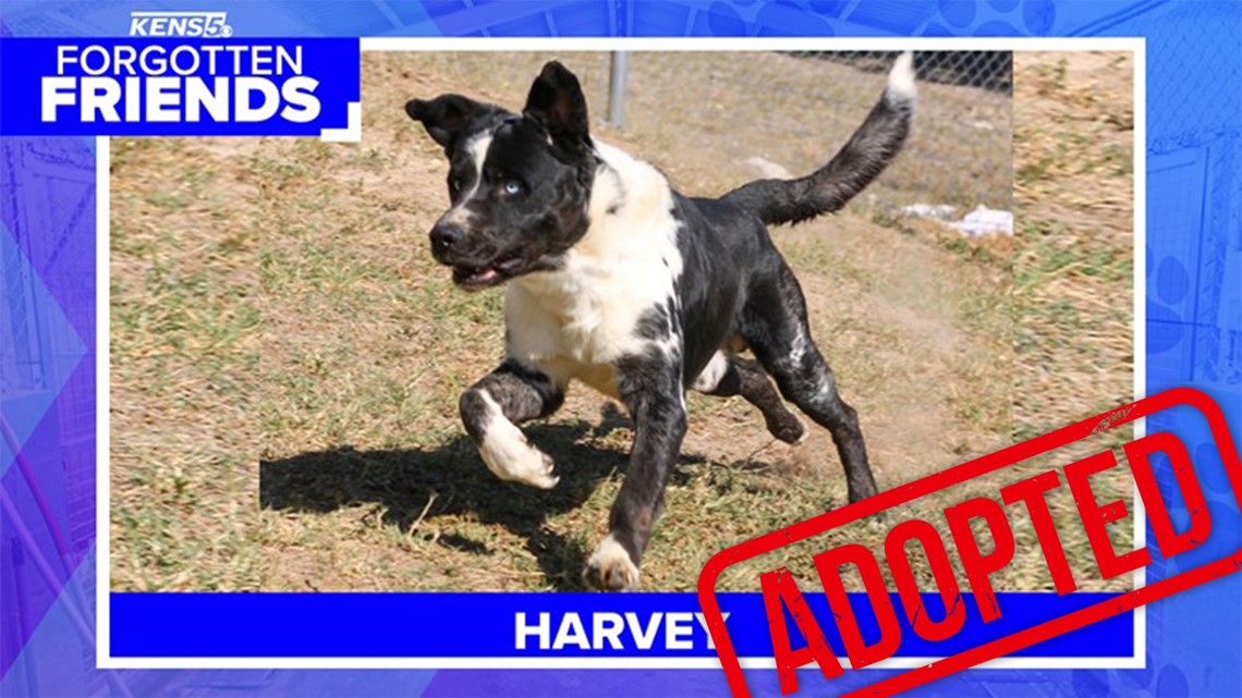 Harvey was surrendered by his owner to a high-kill shelter in Kerr County | Forgotten Friends