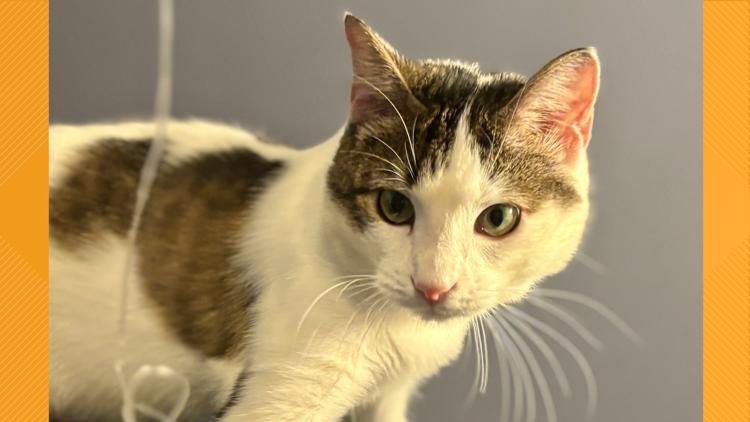 Buckle's Journey: From Paralyzed to Playful Survivor | kens5.com