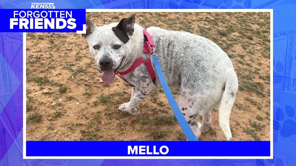 Mello has been hoping for his own human for more than 2 years | Forgotten Friends