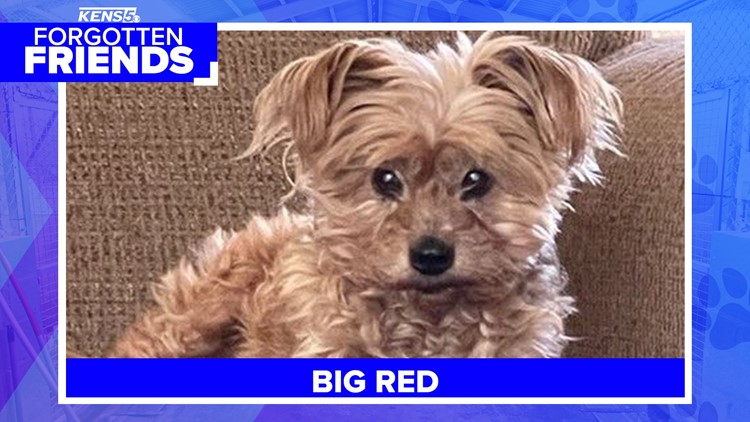 Big Red is yorkie mix found abandoned in Helotes | Forgotten Friends