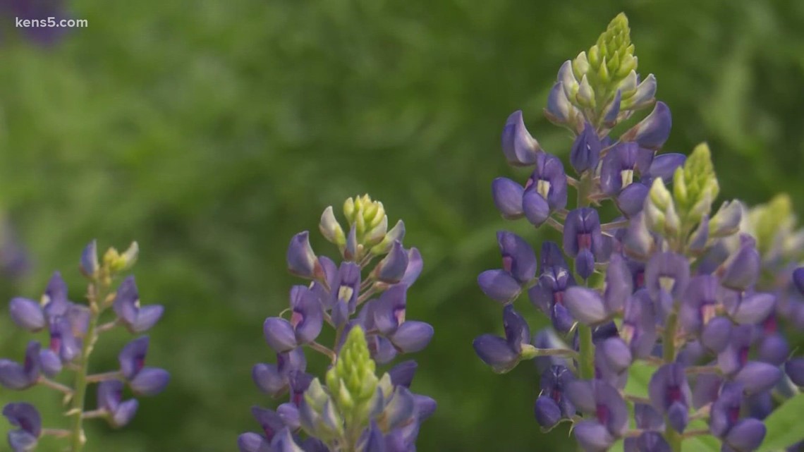 Expect a lighter bluebonnet season this year - Vimarsana News