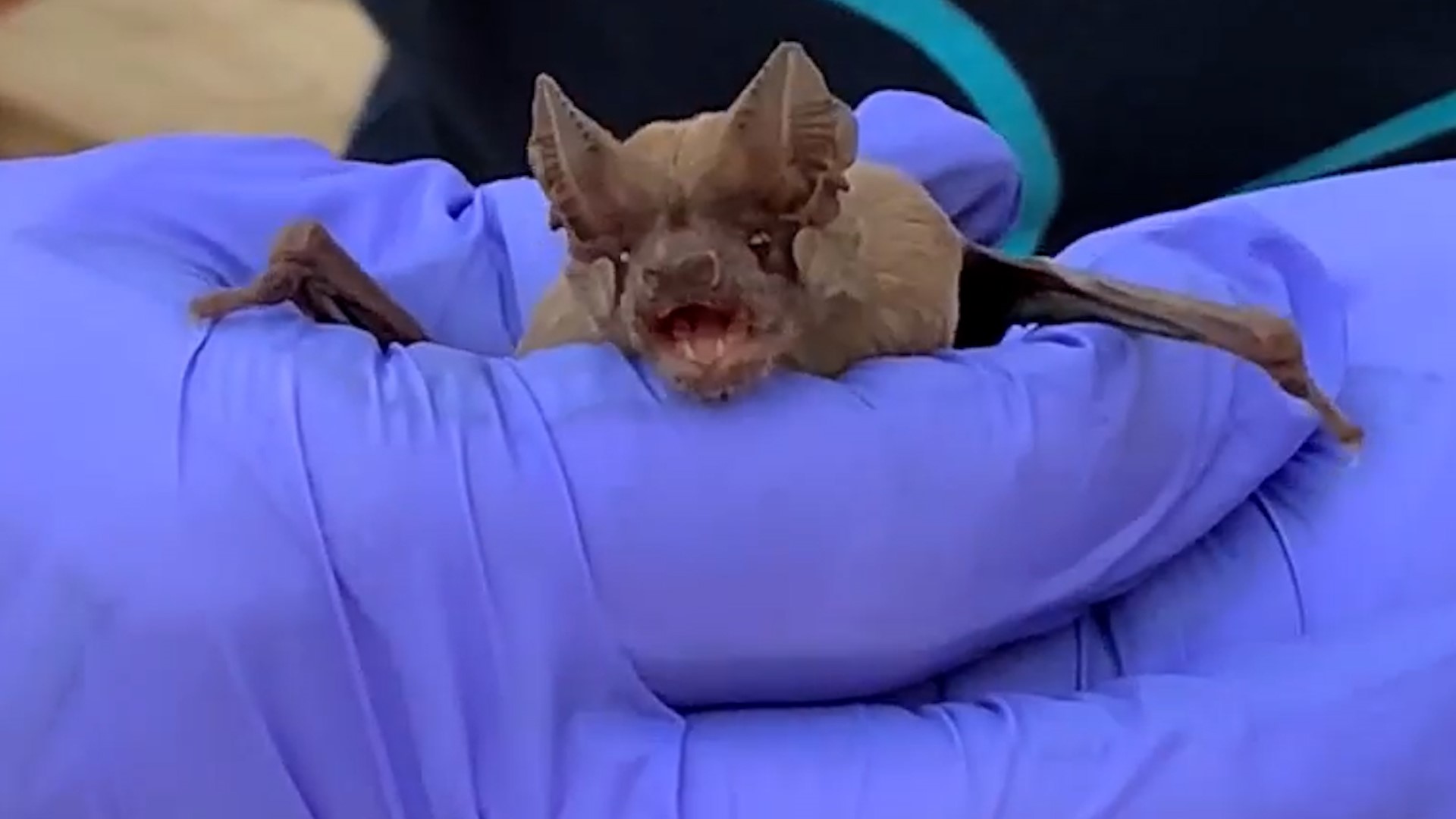 'Wildlife everywhere is declining' Efforts underway to protect world's