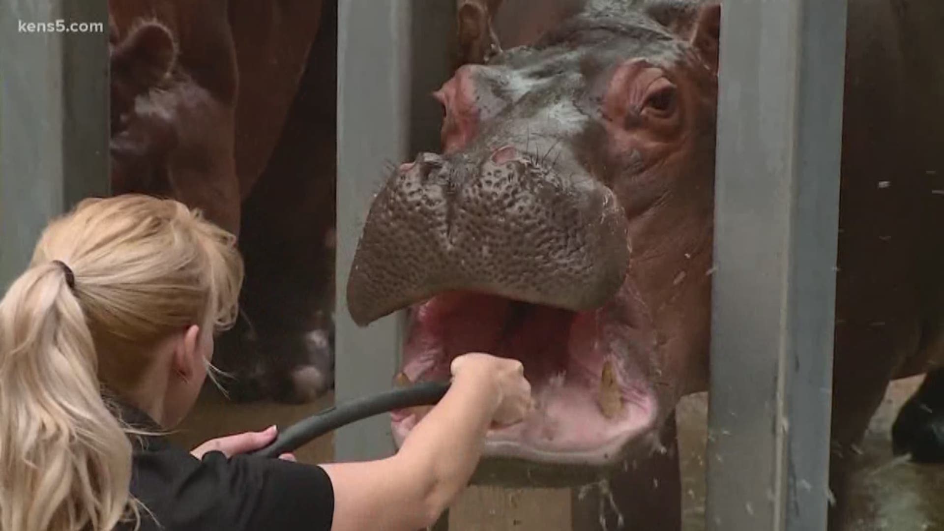 Timothy the hippo is looking for love. He's got his eyes on Fiona, a hippo from the Cincinnati Zoo. His public declaration of love on Twitter went viral. We sent video journalist Jessie Ray to the San Antonio Zoo.