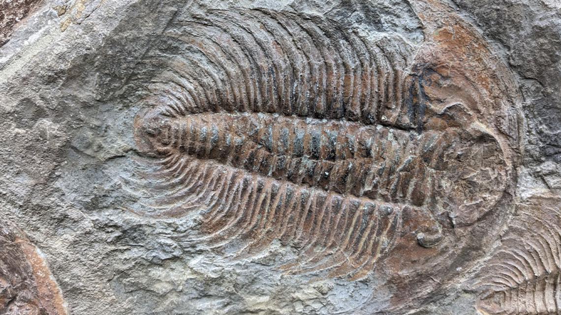 UT San Antonio-led research team finds organic material in 500-million-year-old trilobite fossils