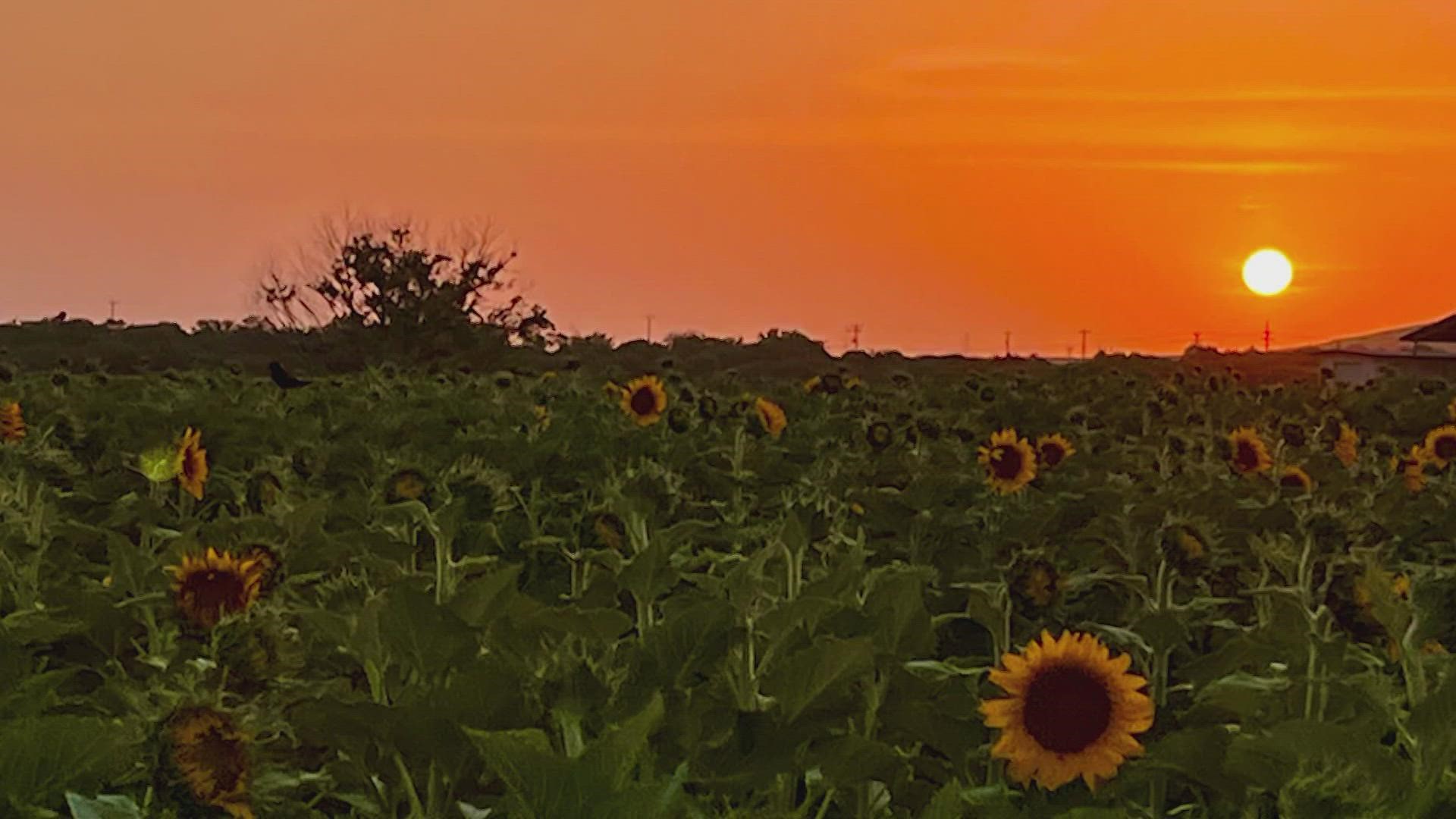 Sunflower enthusiasts, it's time to shine! The Sunflower Field will be open in San Antonio this weekend.