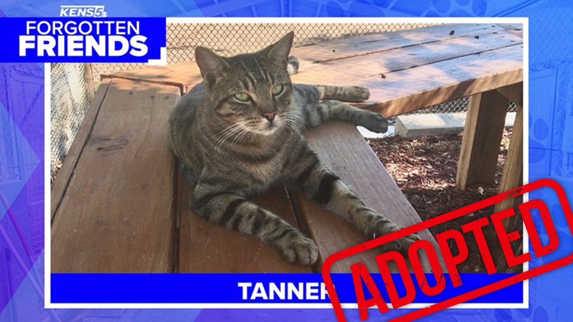 Forgotten Friends: Tanner the tabby was found inside a car engine
