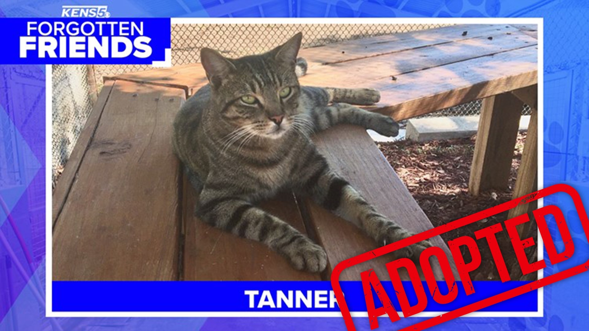 Lisa Pfeifer said she heard about Tanner on KENS 5 and decided he was the kitty for her!