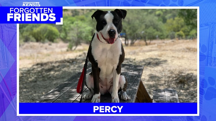 Percy is a gentle giant who loves everyone... even cats! | Forgotten Friends