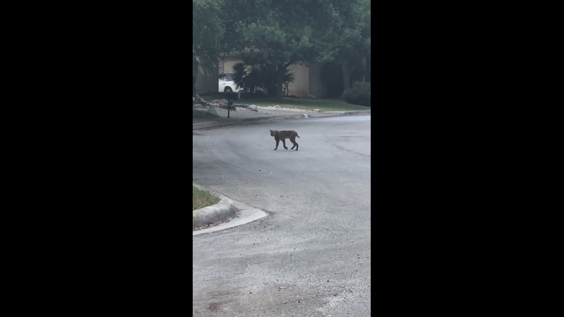 Check out this KENS 5 eyewitness video of a Bobcat roaming a northwest-side neighborhood.
