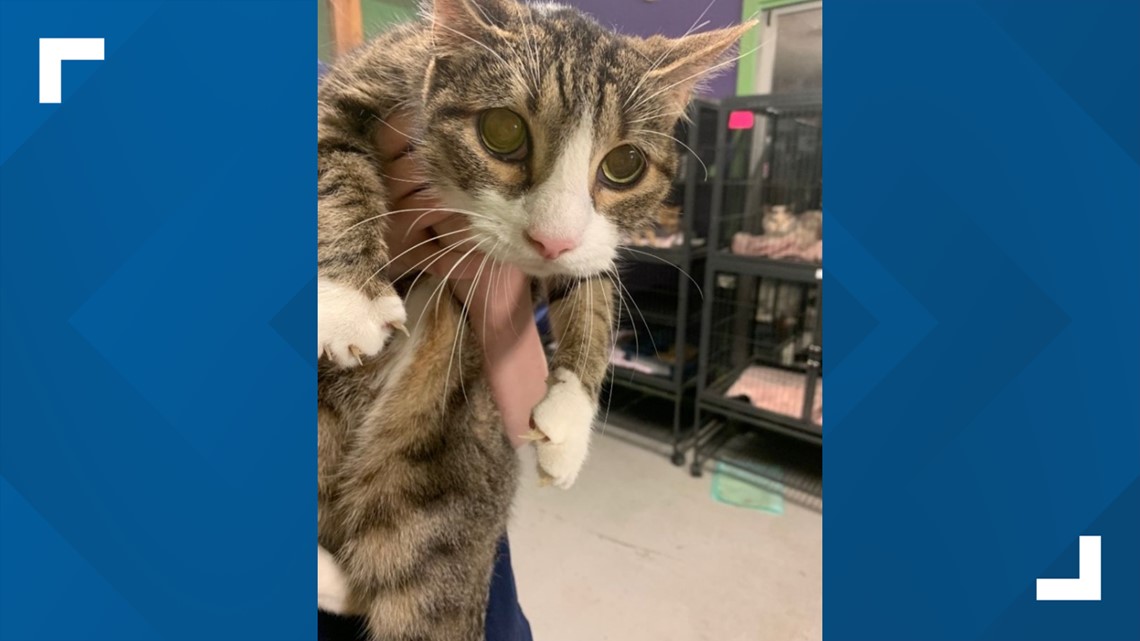 15-year-old tabby cat dumped at shelter needs home | kens5.com