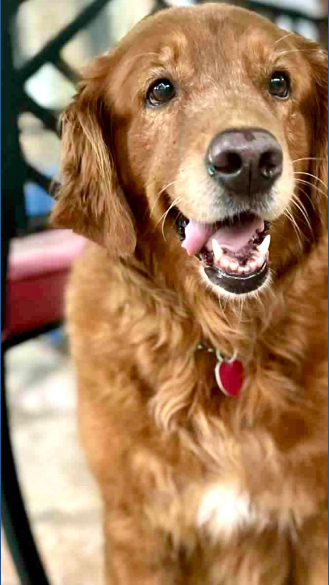 Kerrville flood: Lost dog Goldie found by rescue team | kens5.com