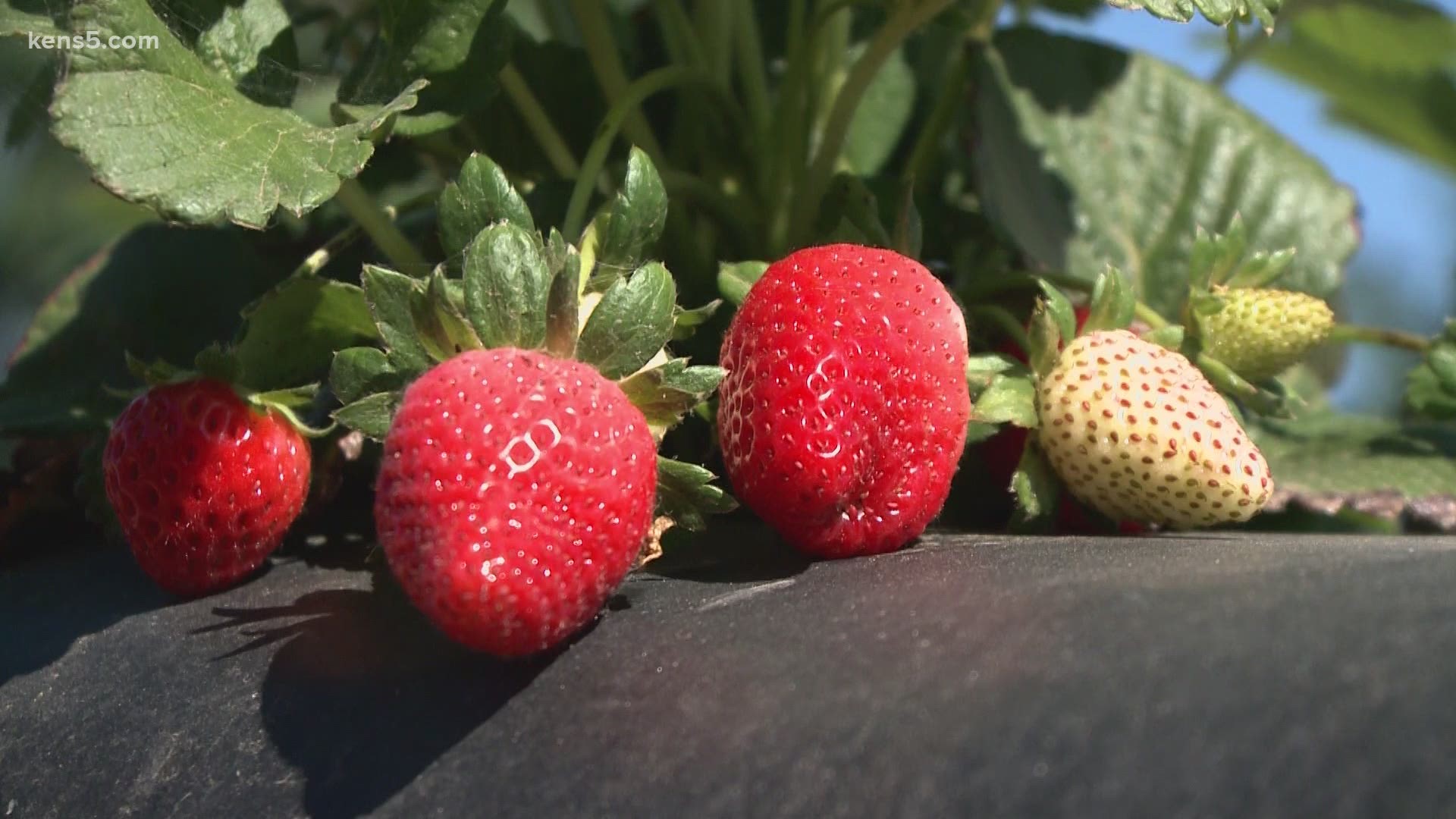 Folks around Poteet grow some of the best strawberries in the world.