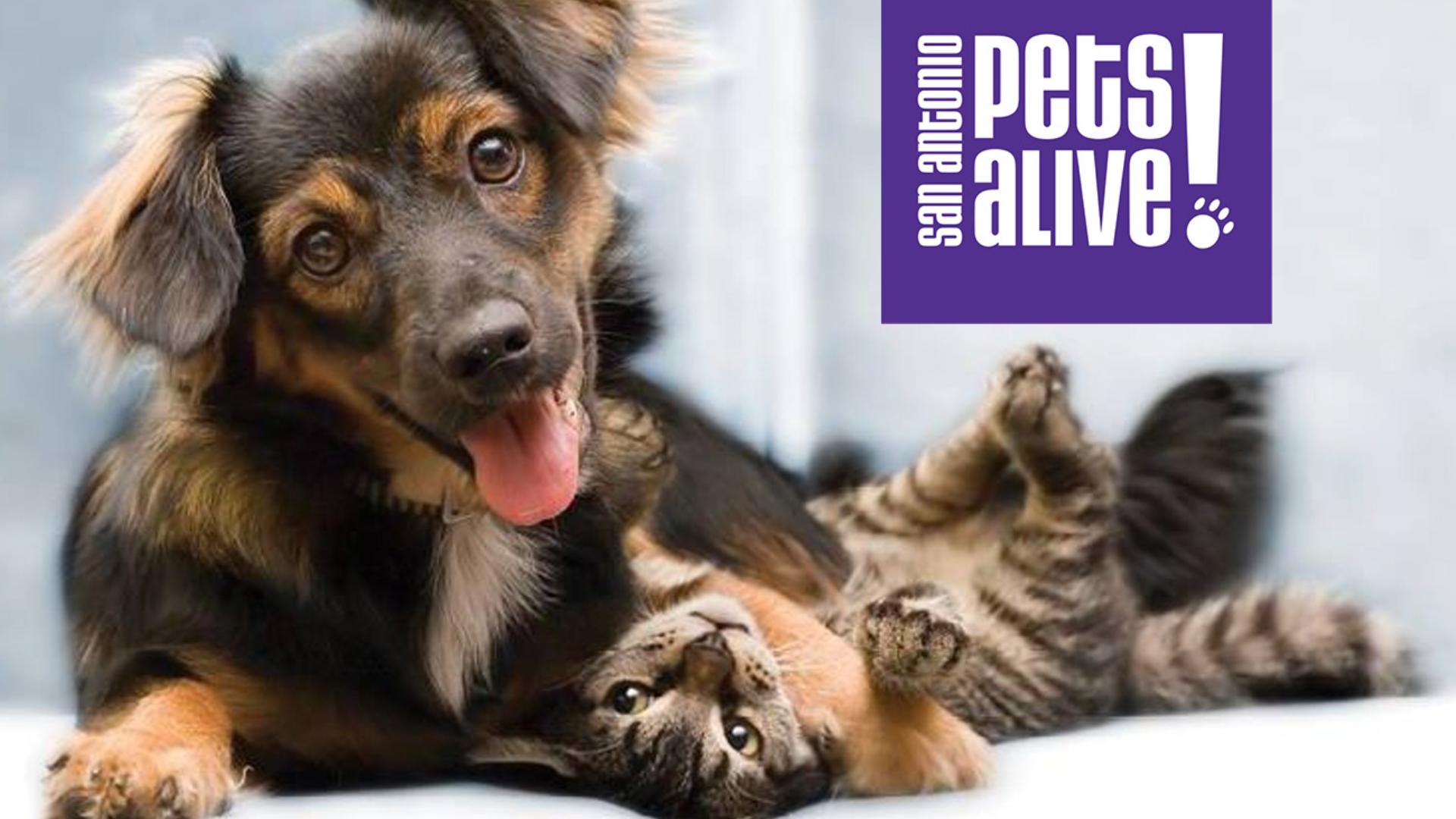 San Antonio Pets Alive! seeks emergency fosters after storm knocks out power