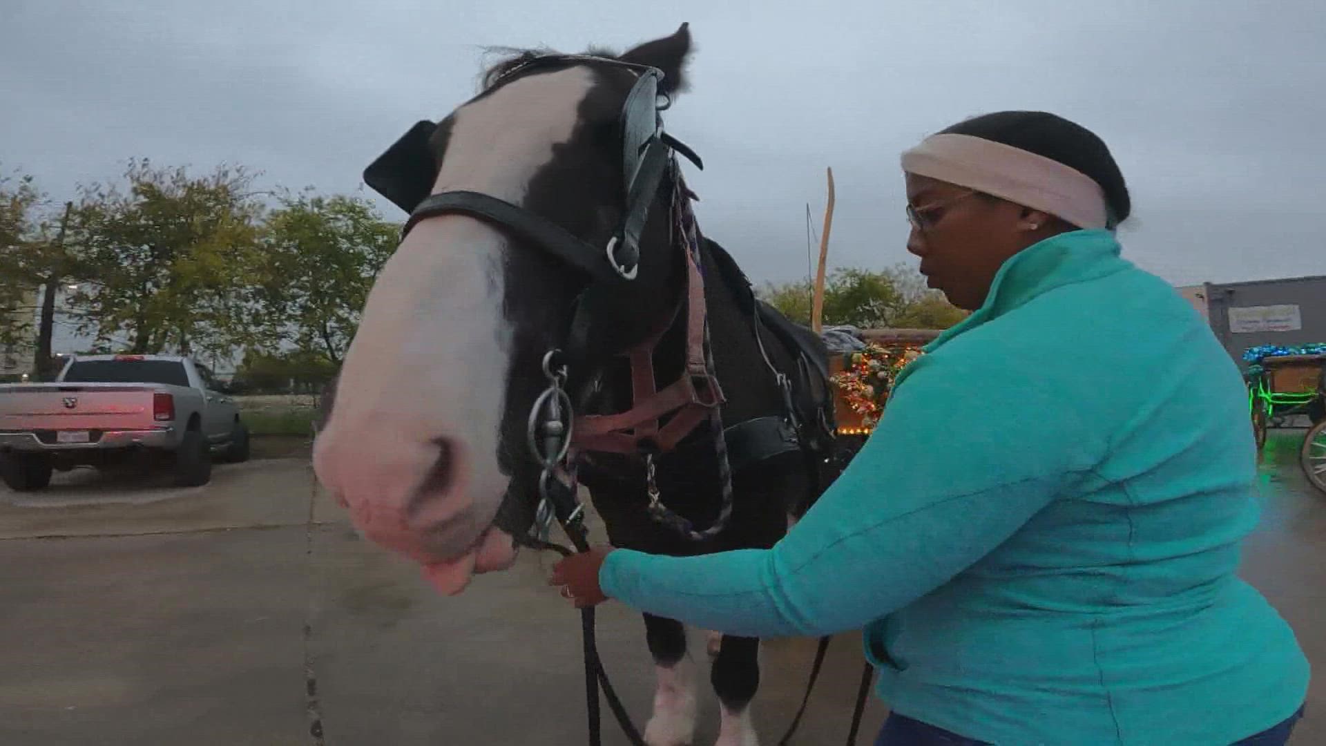 San Antonio considering banning horse-drawn carriages 