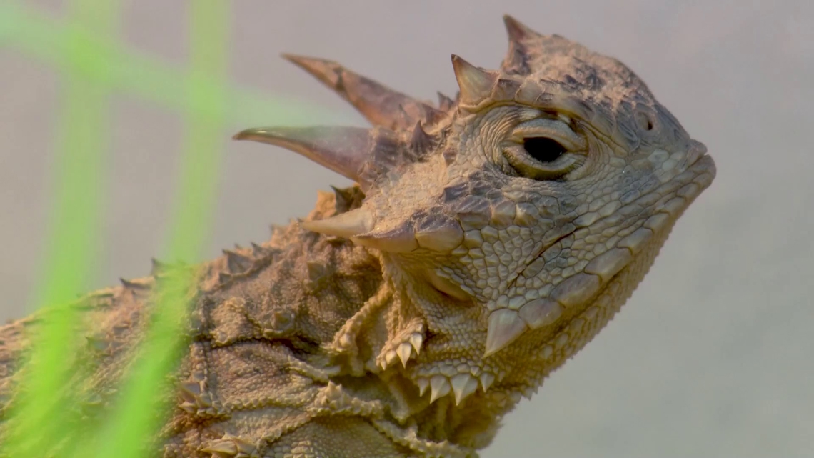 Saving The Lizards: Breeding And Releasing Horned Lizards To Revive ...