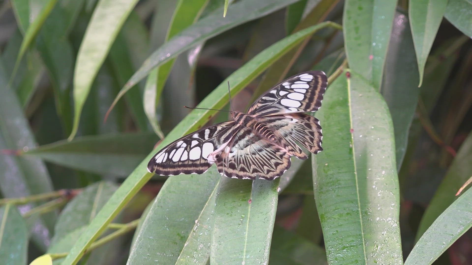 They fly south to Mexico for the winter to survive the cold.