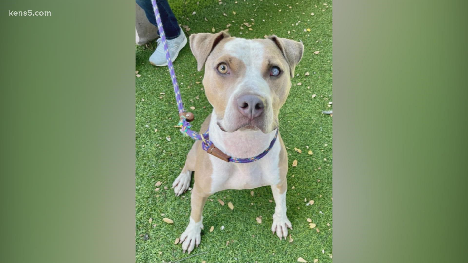 He's smart, trainable and would do well with an active family since he's very playful, the San Antonio Humane Society says.