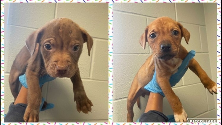 San Antonio Pets Alive! looking for fosters for at-risk puppies
