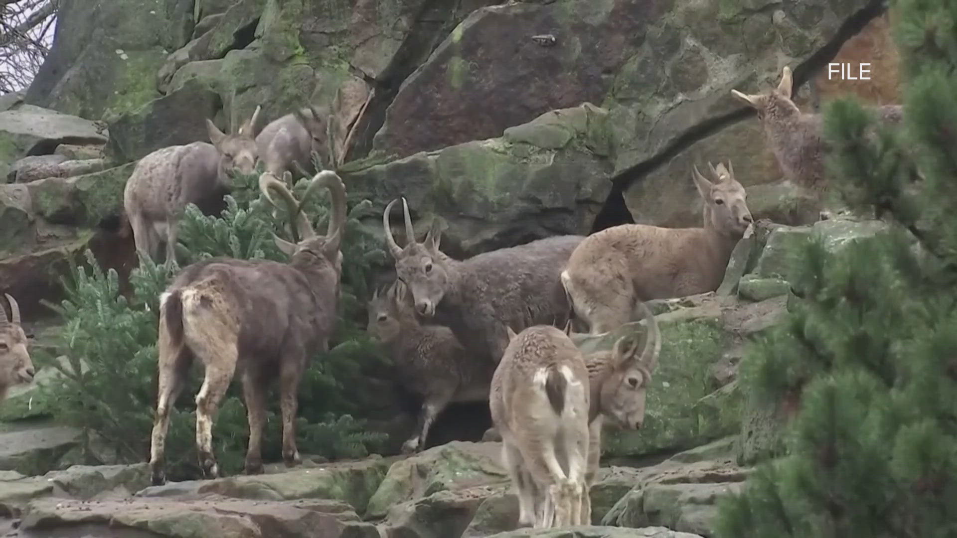 The barbary sheep population is booming in West Texas and farmers say they are overwhelming ranch land and starving out native wildlife.