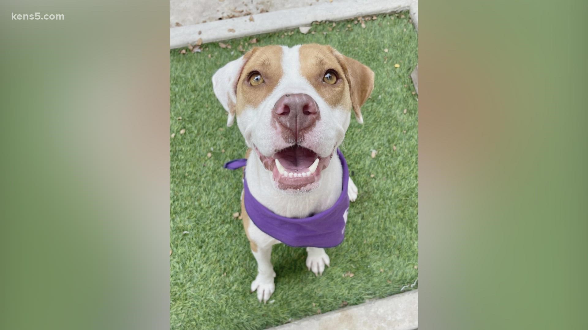 Nebula is a rescue dog from Louisiana who was brought over to San Antonio due to Hurricane Ida. She's sweet, playful and loves to give kisses. She's up for adoption.
