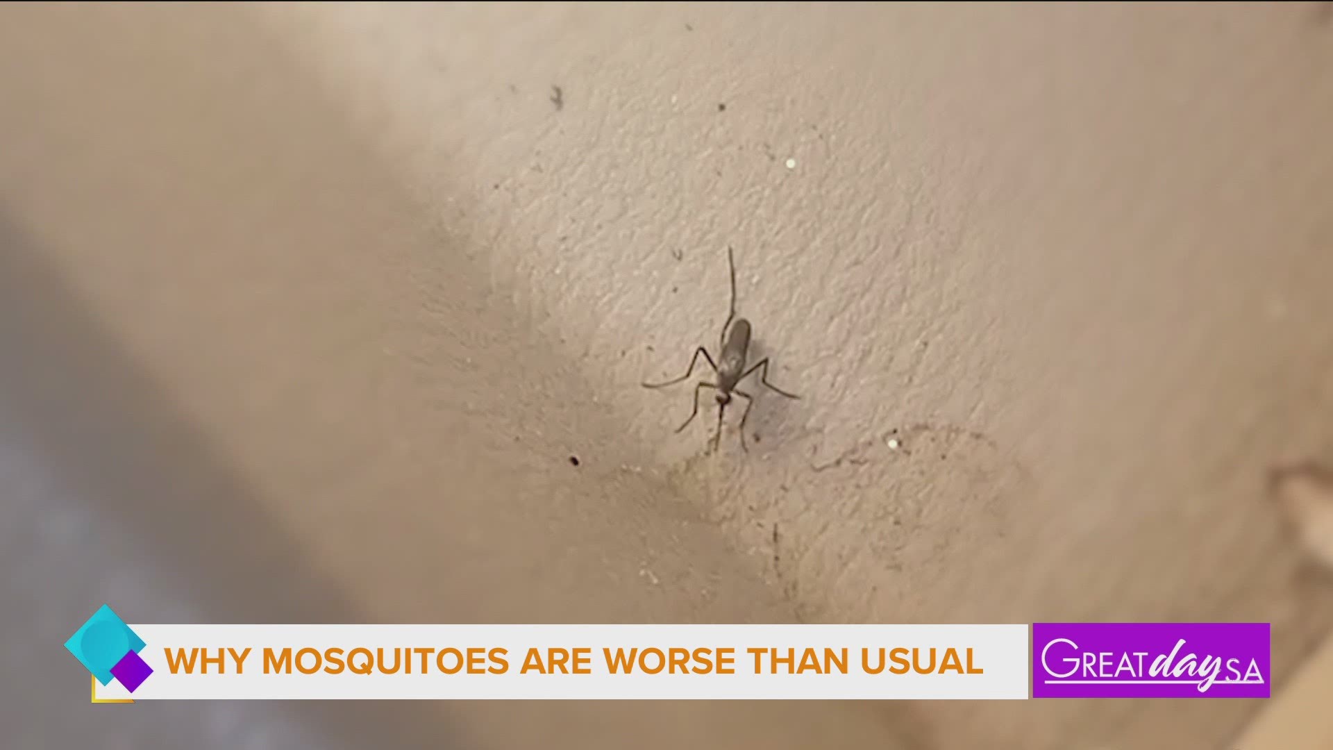 Mosquito season came early this year and a lot of people are asking wondering why.