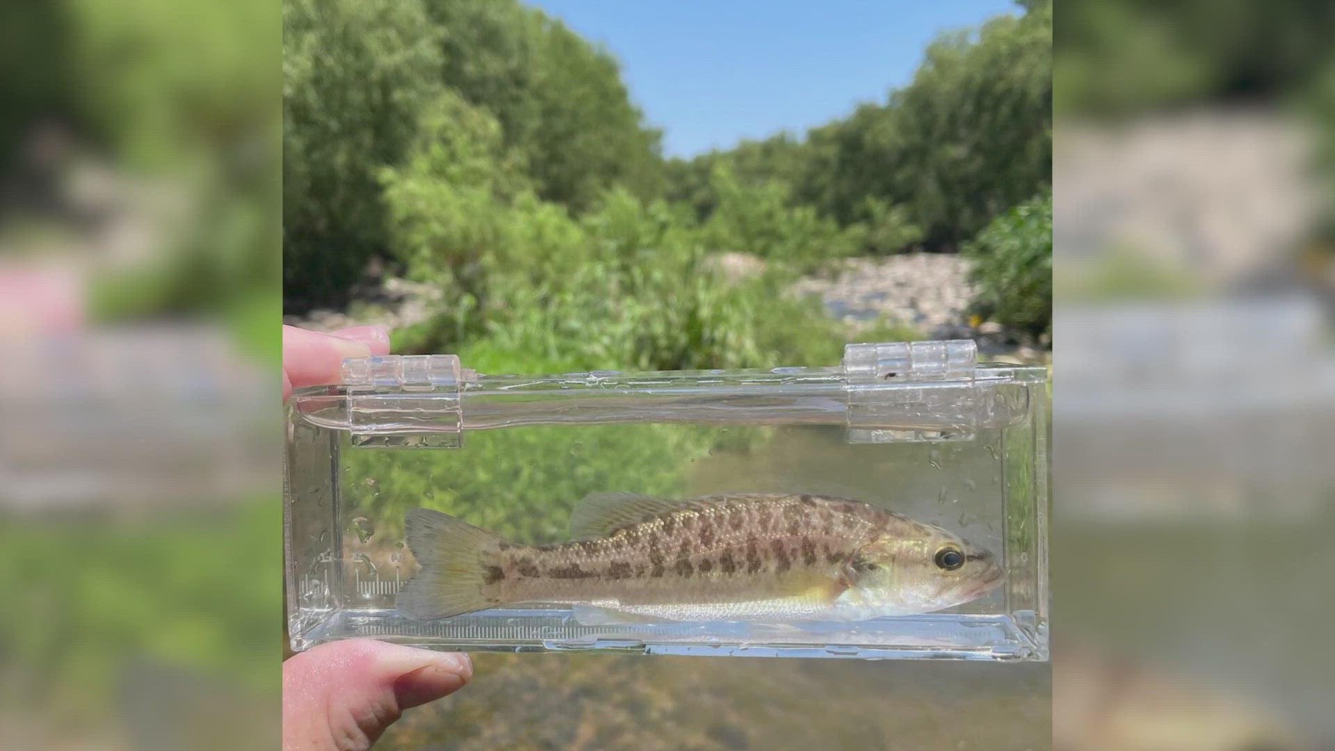 A picture of a Guadalupe bass that was found on the River Walk was posted by Texas Parks and Wildlife.