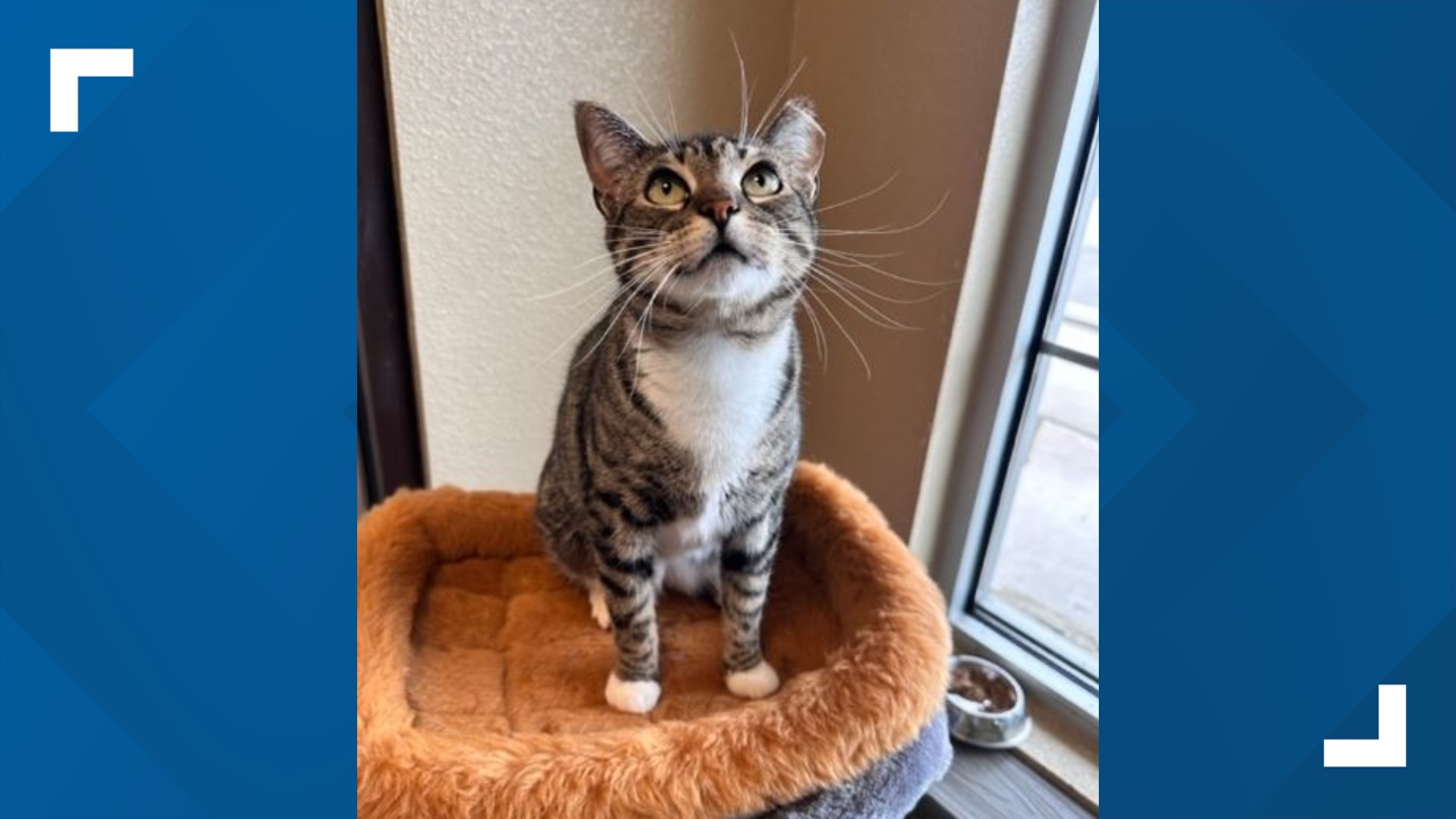 Pearl, 3-year-old domestic short-haired tabby at HSNBA