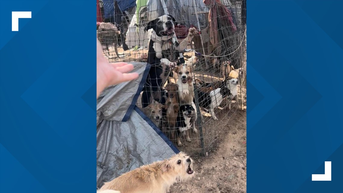 160 pets saved from Arizona homeless encampment - Vimarsana News