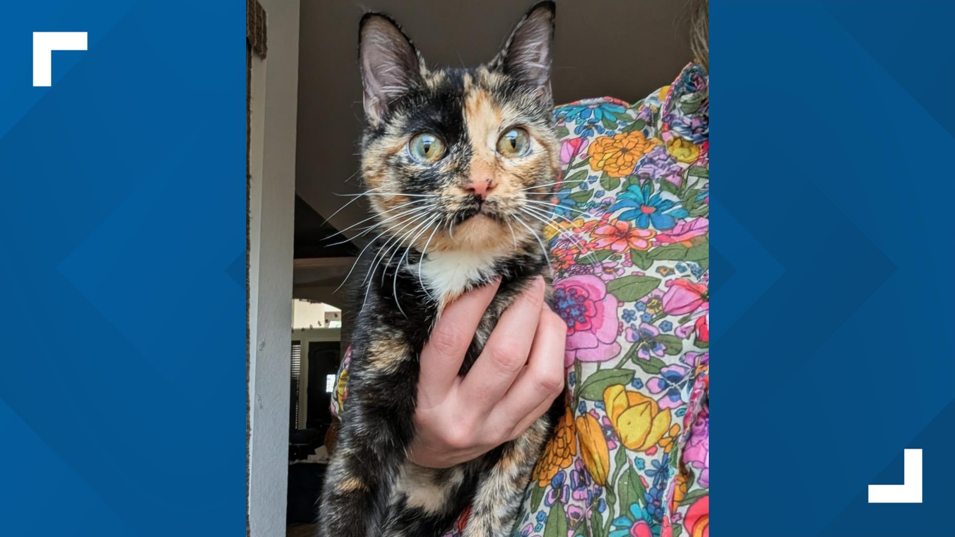 Comedian Jo Koy bringing Koy Meets World tour to San Antonio this fall ...